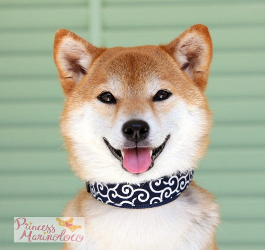 Ninja Leash & Collar