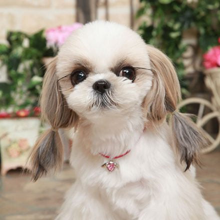 Angel Necklace For Dog