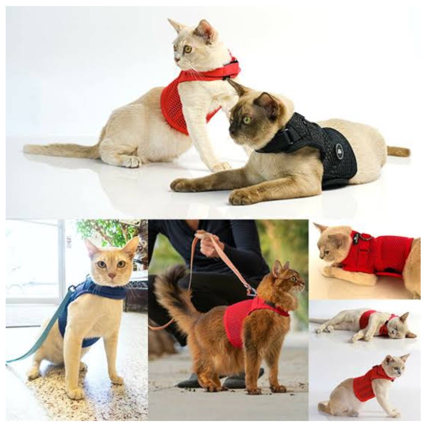 Martingale Cat Harness