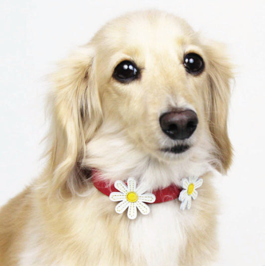 Daisy Leather Collar