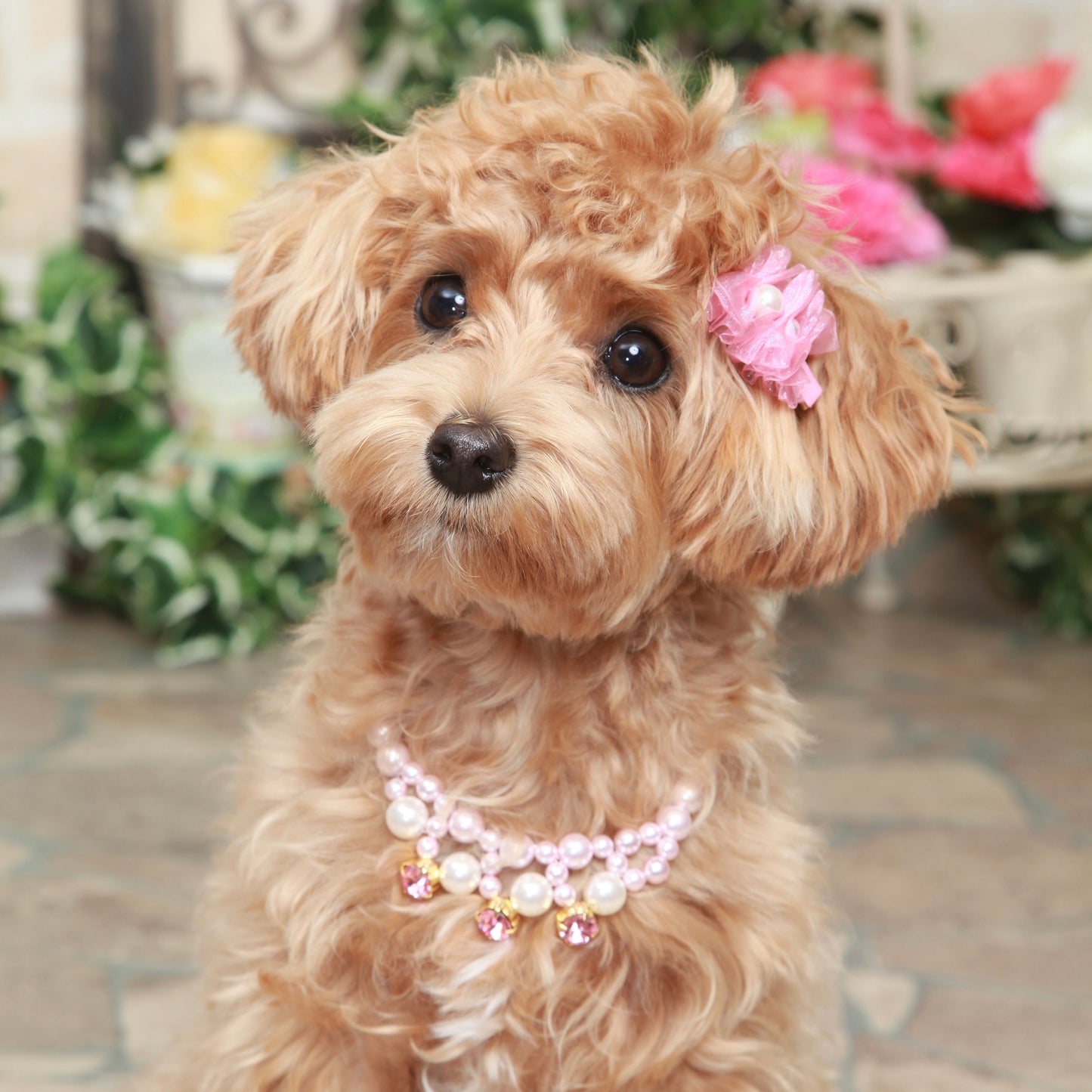 Pearly Jeweled Crystal Necklace for Dogs