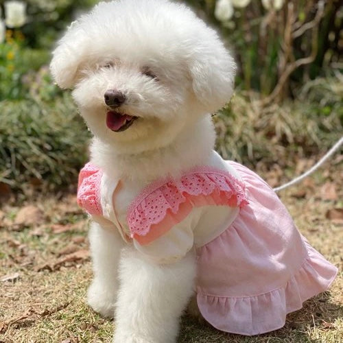 Pink Frilled Lace Dress