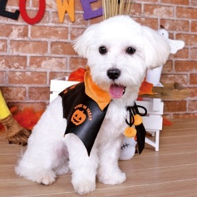 Bat Wing Cape Dog Costume